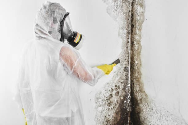 Best Toxic Mold Removal  in Duncanville, TX