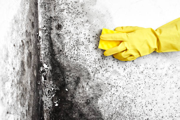 Best Certified Mold Removal  in Duncanville, TX