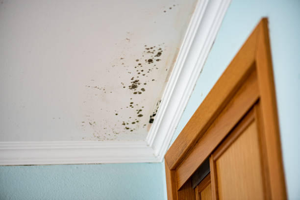 Certified Mold Removal in Duncanville, TX