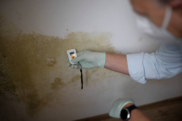 Trusted Duncanville, TX Mold Removal Experts