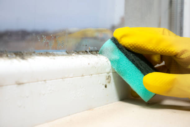 Best Professional Mold Removal  in Duncanville, TX